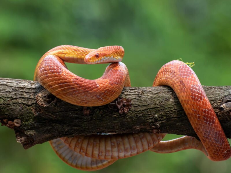 Protecting Yourself from Dangerous Insects and Snakes
