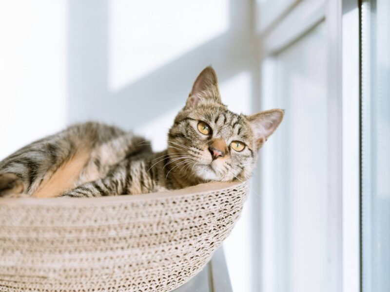 Understanding the Science of Superstitions & Myths